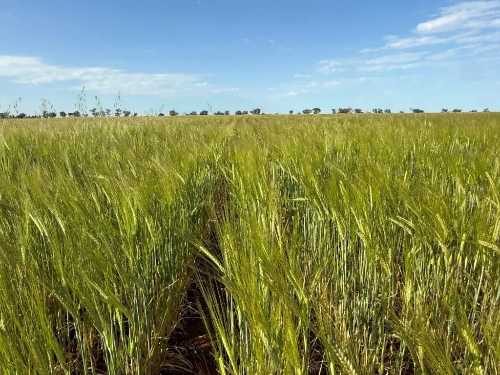 West Wyalong  Buy And Crop