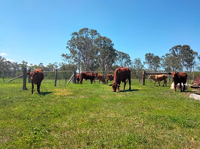 2913 Rosedale Road, Yandaran, QLD 4673, 3 habitaciones, 1 baños, Lifestyle Property