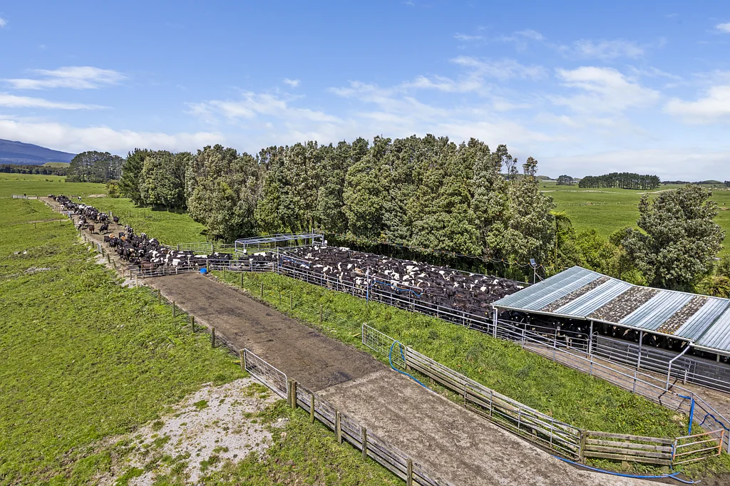 Opunake Large scale dairy farm priced to sell