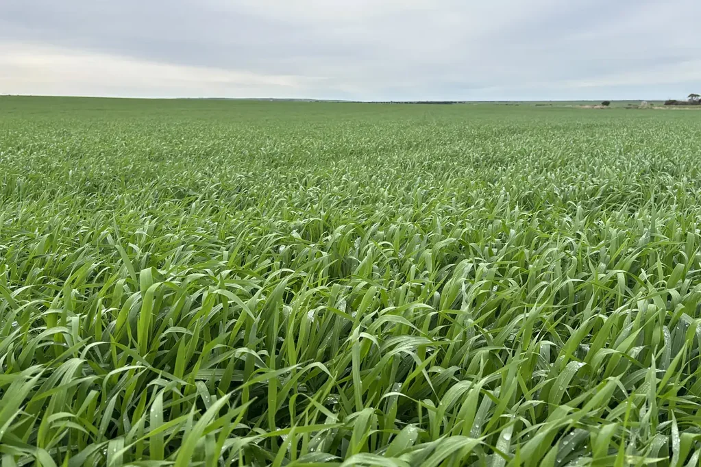Tumby Bay RURAL LIFESTYLE / AGRICULTURE OPPORTUNITY