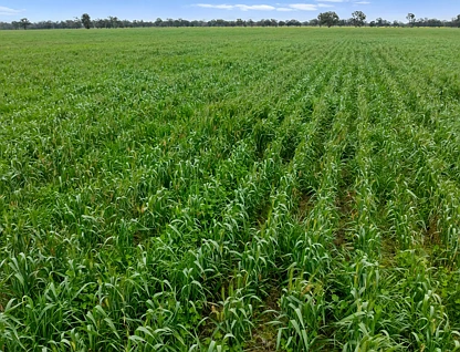 Williams Road, Nagambie, VIC 3608, 0 રૂમ, 0 બાથરૂમ, Lifestyle Property