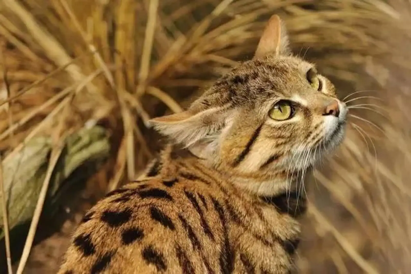 体型最小的猫,竟然是个恐怖大胃王!