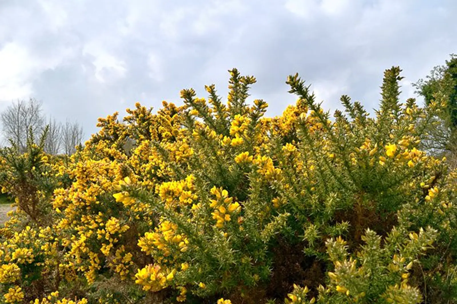 五种不污染环境的方式去除荆豆花 Gorse