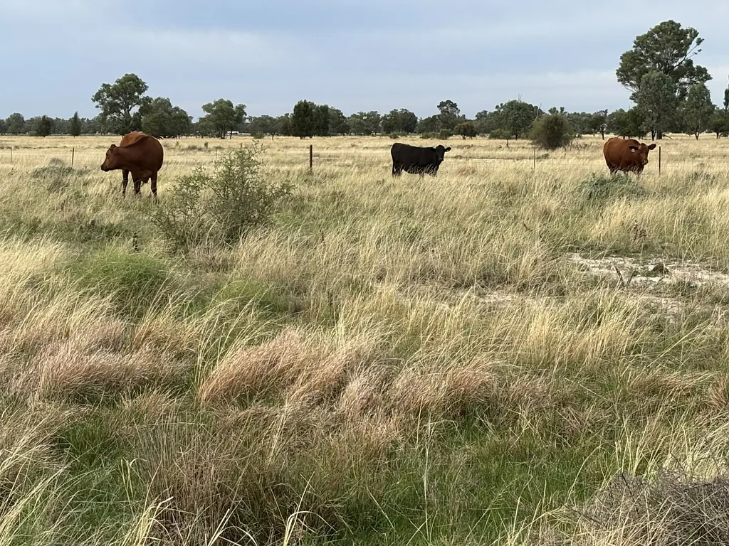 Goondiwindi  GRAZING PROPERTY ON TOWN�s DOORSTEP