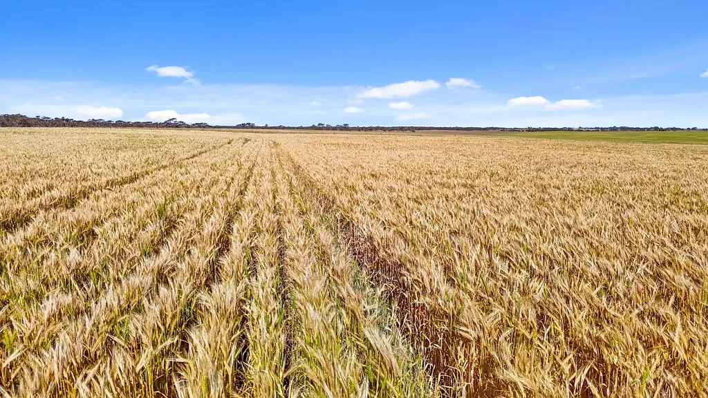 Langhorne Creek A secure, convenient and arable holding of 485-acres.
