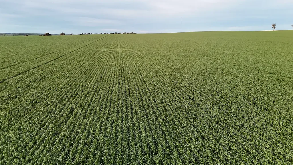 Huddleston 'Cavan Downs'