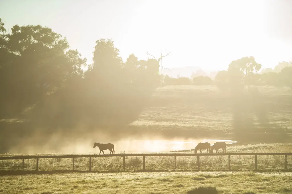 Chapel Hill 5Kwarto 83 Exquisite Acres - An Elite Training Facility