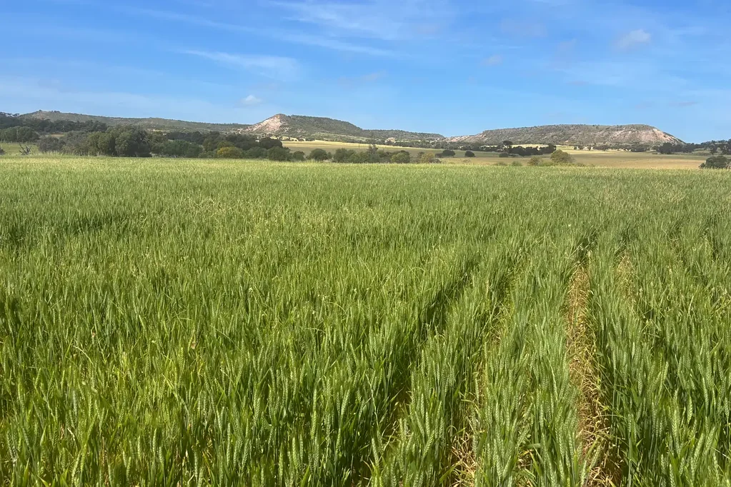 Howatharra  Scenic and secretive-be quick