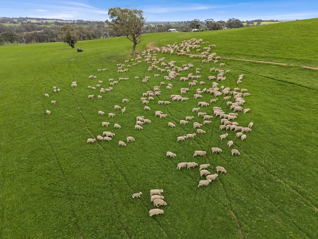 Bungeet West "St Hillier" - Prime Lambs & Cropping