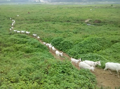 新兴羊奶产业获得1,260万纽币资金支持