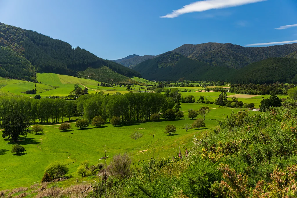 Rai Valley Proven Producer Promises Profit