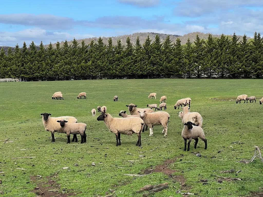 Lancefield 8.4 ha (20.8 Acres) With Planning Permit
