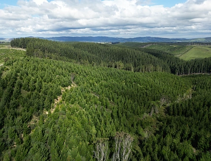 Perry Road, Milton, Clutha, 0 rūma, 0 rūma horoi, Forestry