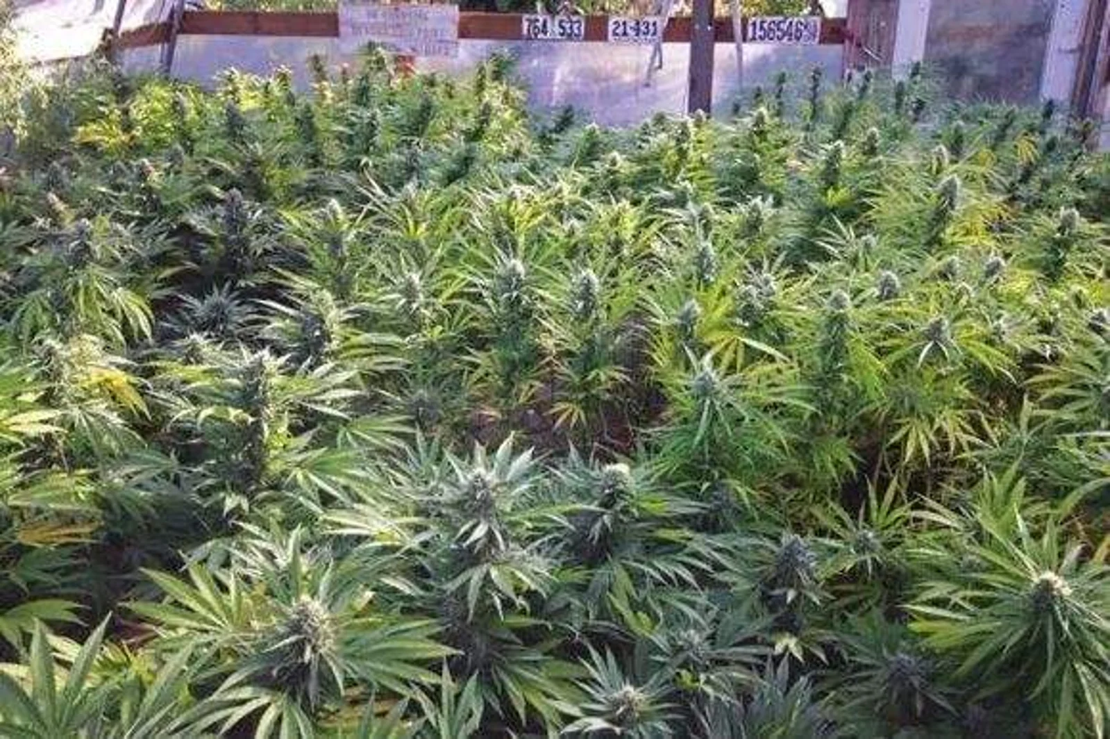 以色列批准医用大麻出口 预计每年税收高达11亿美元