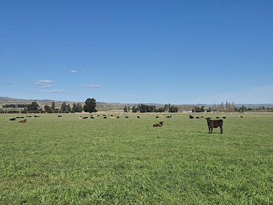 6648 Hyde-Middlemarch Road, Middlemarch, Dunedin City, Otago, 4 침실, 1 욕실, Grazing