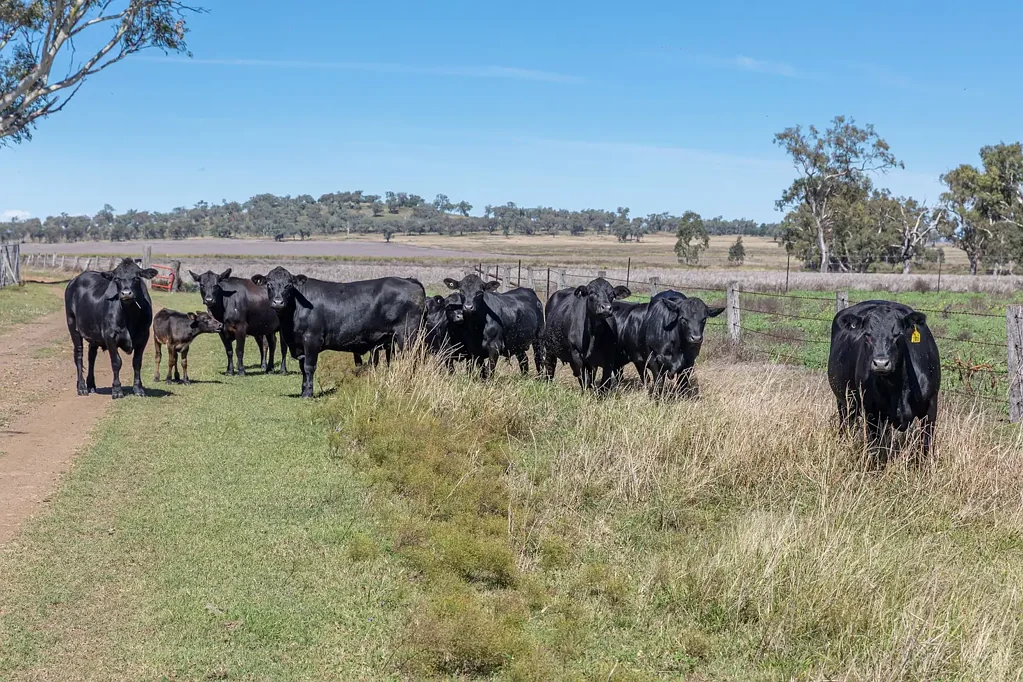 "Camden" 334 Kelvinhaugh-Yalangur Road, Yalangur, QLD 4352