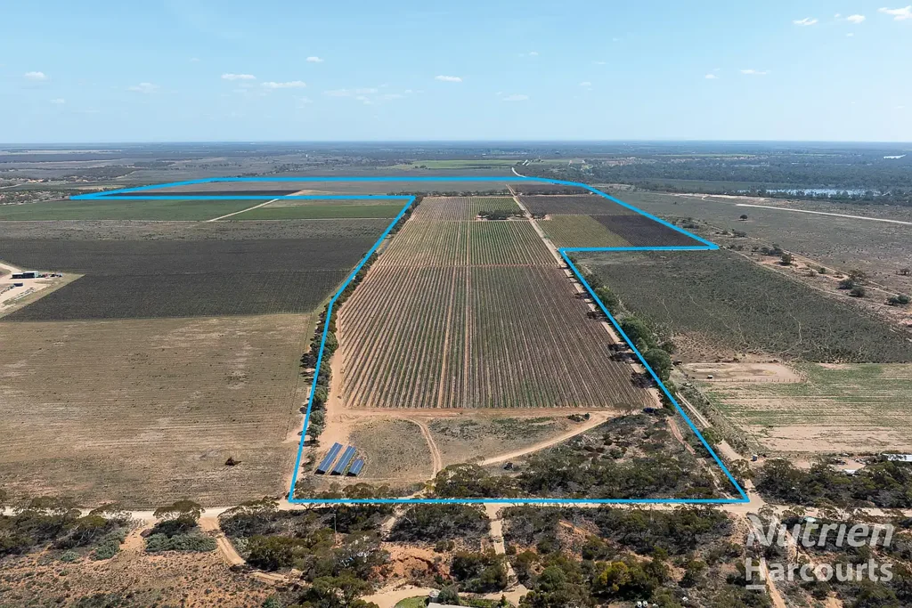 Cadell A Vineyard of Opportunities