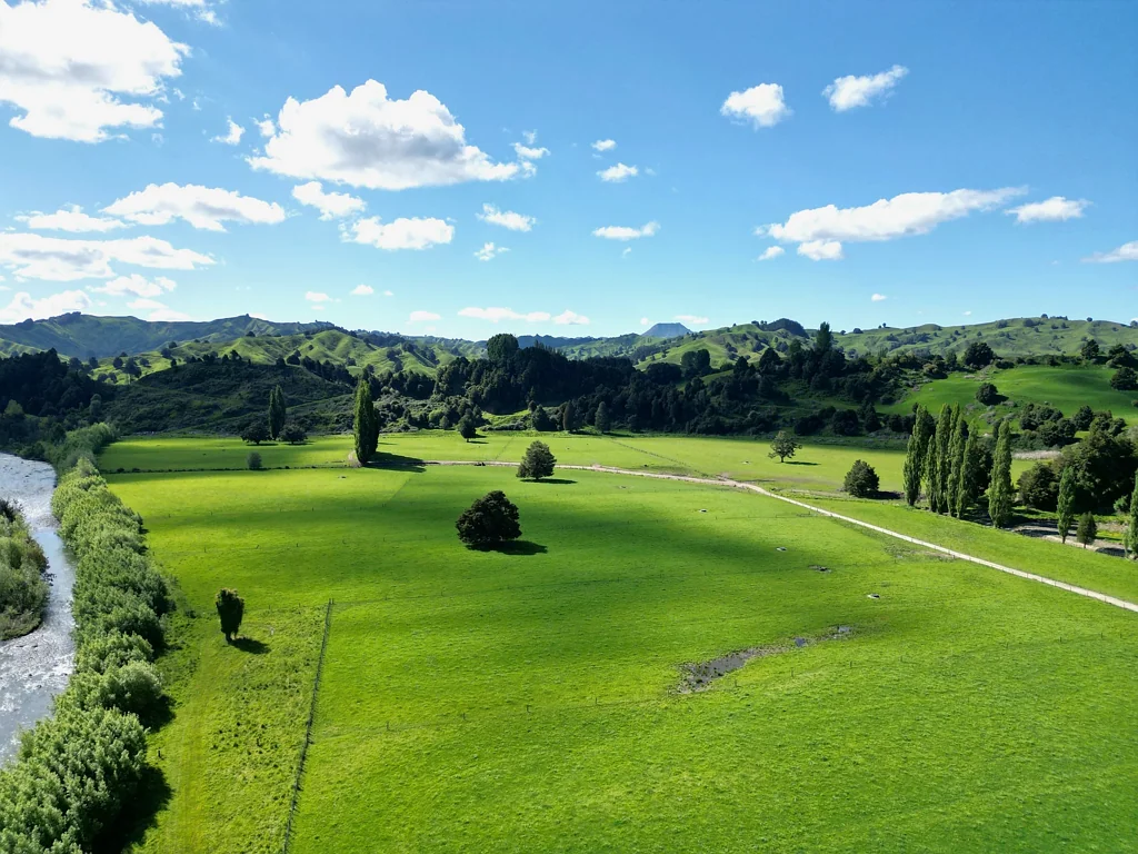 Taumarunui Ribbonwood