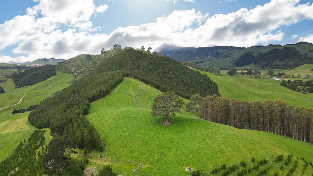Waikite Valley Forestry, Grazing or Lifestyle – Have It All Here