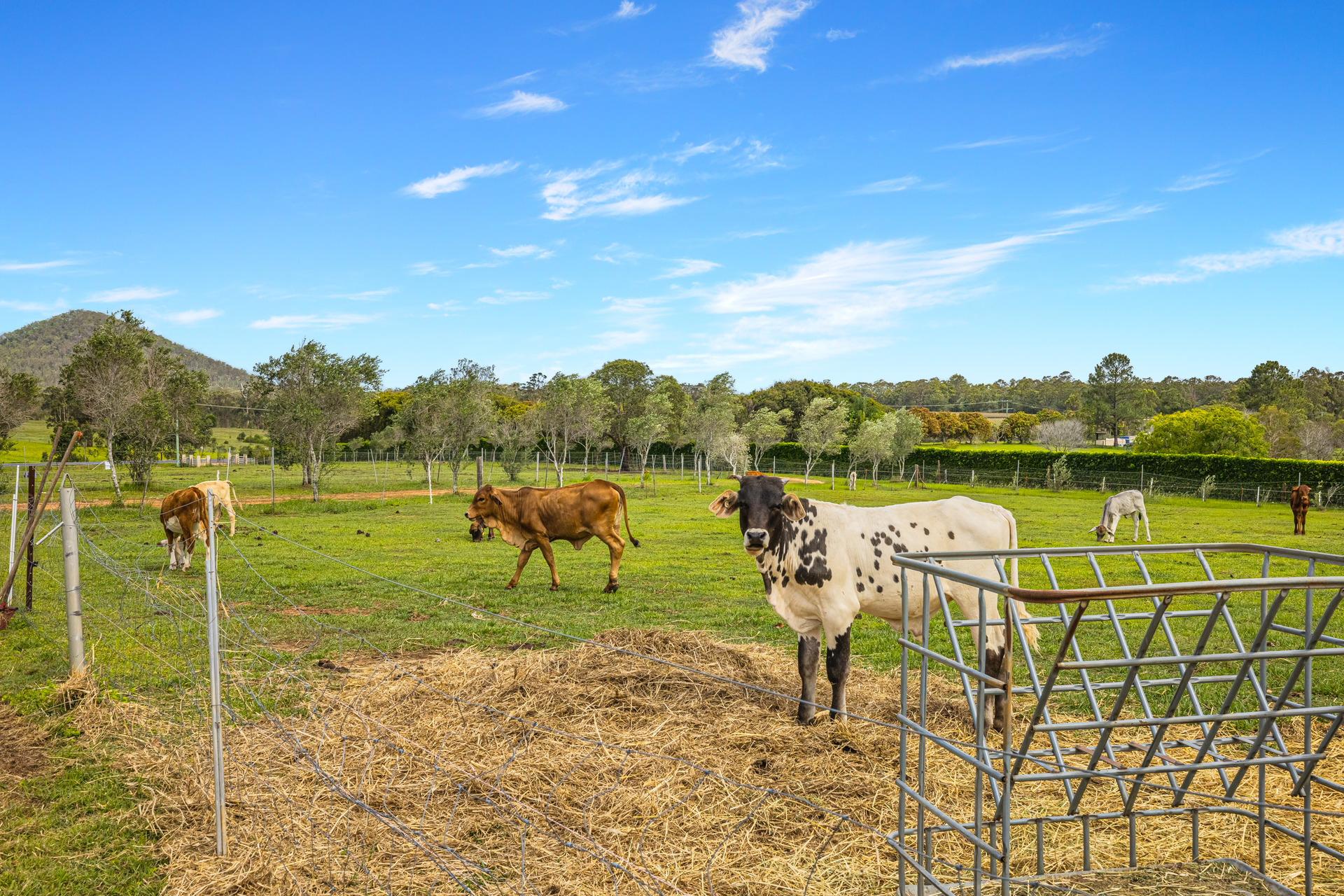 437 NEWLANDS RD, WAMURAN QLD 4512, 0 Bedrooms, 0 Bathrooms, Lifestyle Section