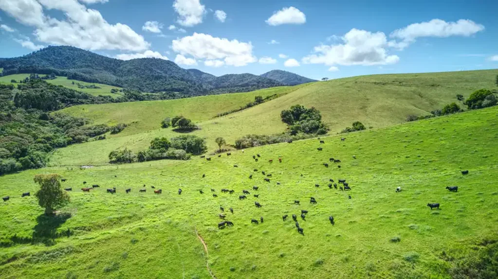 Dorrigo  Vendors Retiring & Committed to Selling Having Found a Property to Move to - All Offers Will be Considered