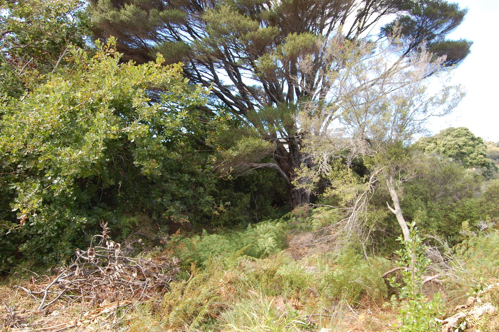 Hauraki Gulf Islands