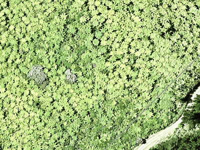 Rural  Rural Production Zone