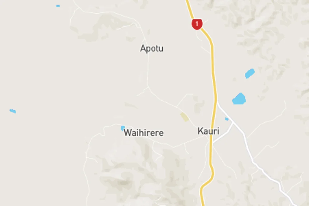 Kauri