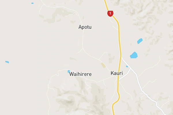 Kauri